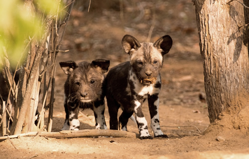 African Wild Dog pups