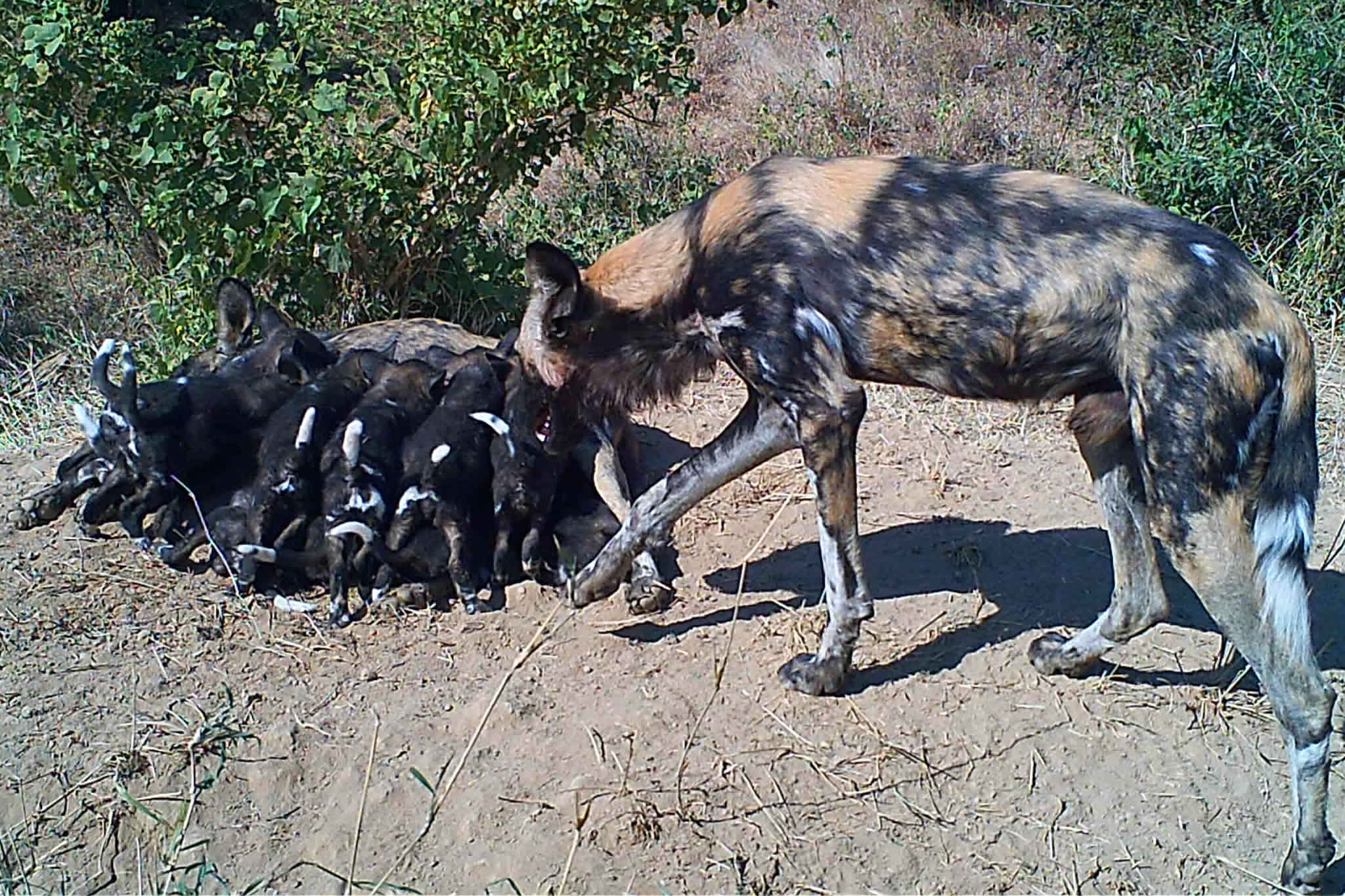 Wild dog pack with pups suckling