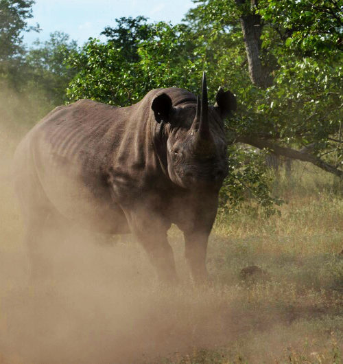 Black rhino - Malilangwe. Photo credit - Mark Saunders