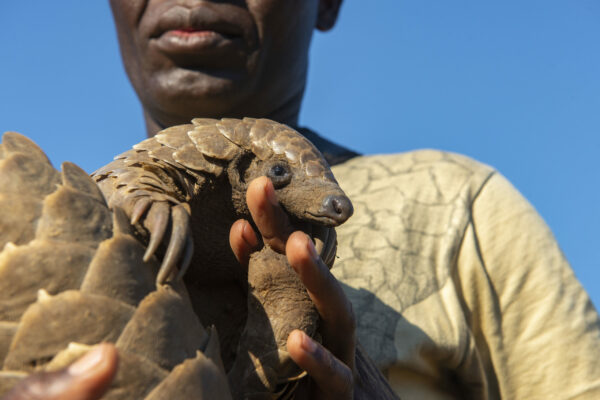 A pangolin. The Tikki Hywood Trust runs a pangolin reintroduction project in Gonarezhou NP where confiscated pangolins that have been illegally kept or caught by customs are rewilded. Gonarezhou, Zimbabwe. © Daniel Rosengren