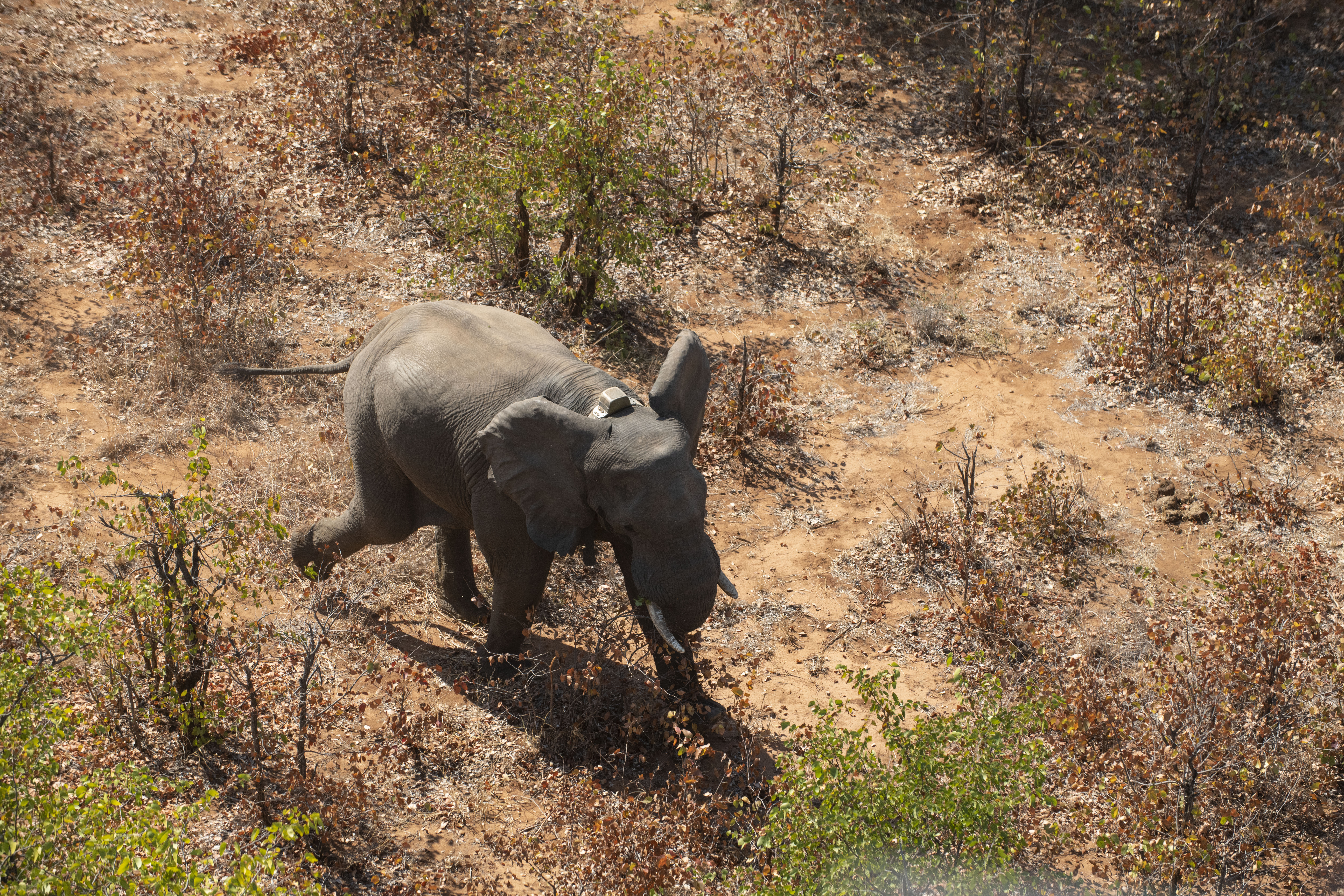 A GPS collared elephant. Gonarezhou NP, Zimbabwe. © Daniel Rosengren