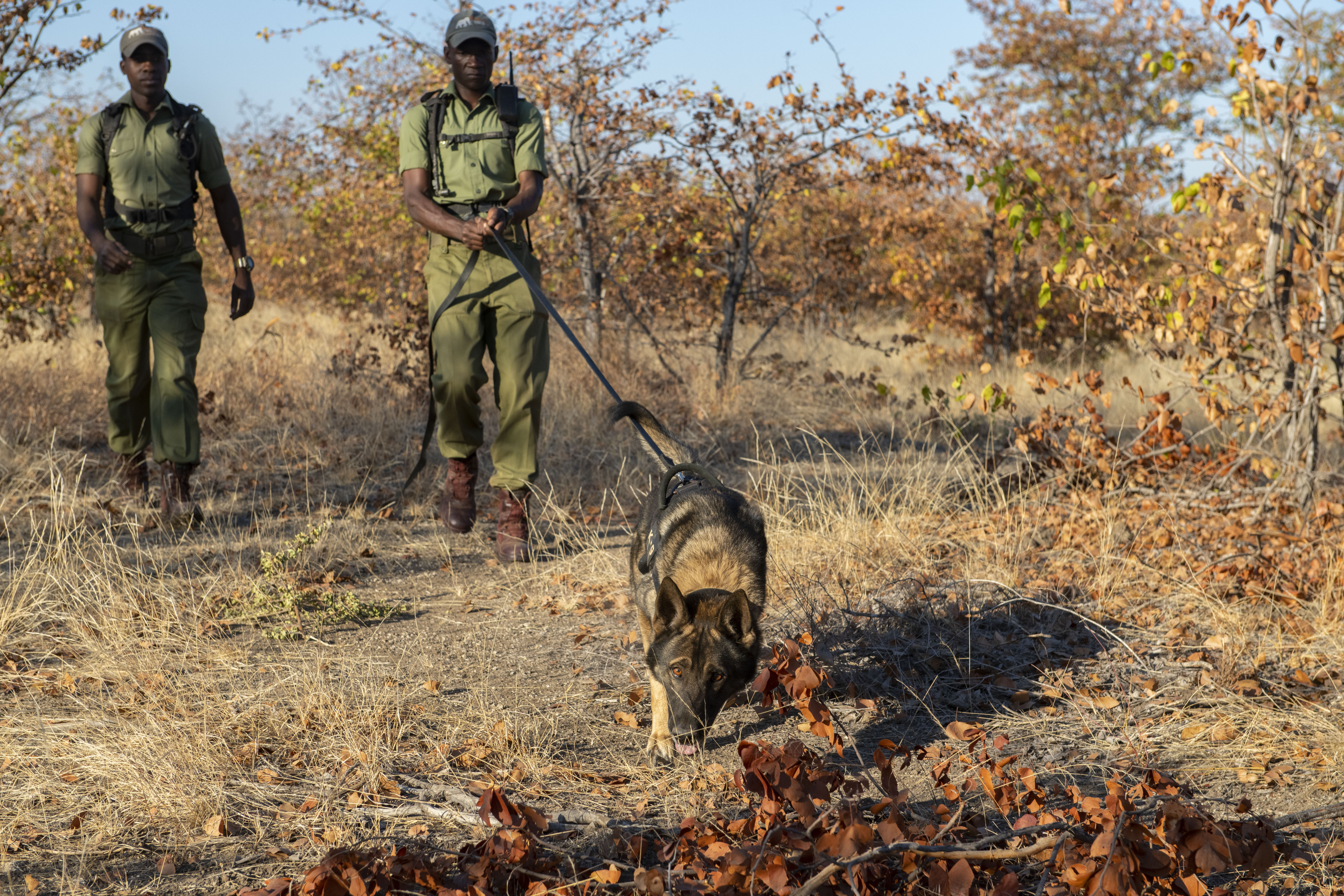 The dog Samy in the canine unit being trained training to find poachers in the bush by Dyson Hlelelwa. Gonarezhou NP, Zimbabwe. © Daniel Rosengren